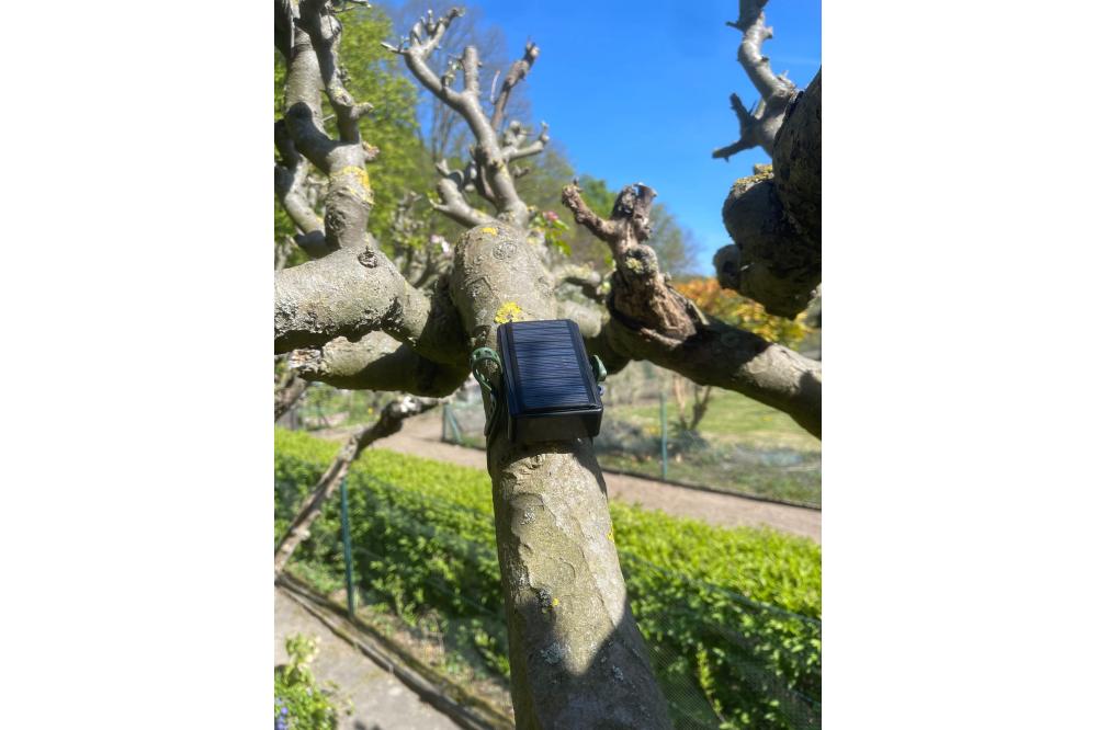 Urban Tree Intelligence: Smarte Bäume rufen nach Wasser